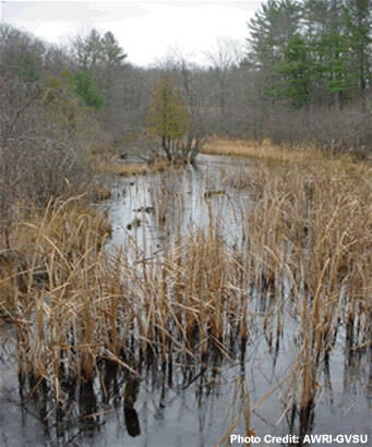 A late fall scene of dying emergent wetland vegetation along a small waterbody in a forest.